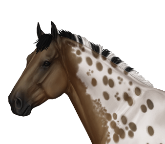 Appaloosa - Wikipedia